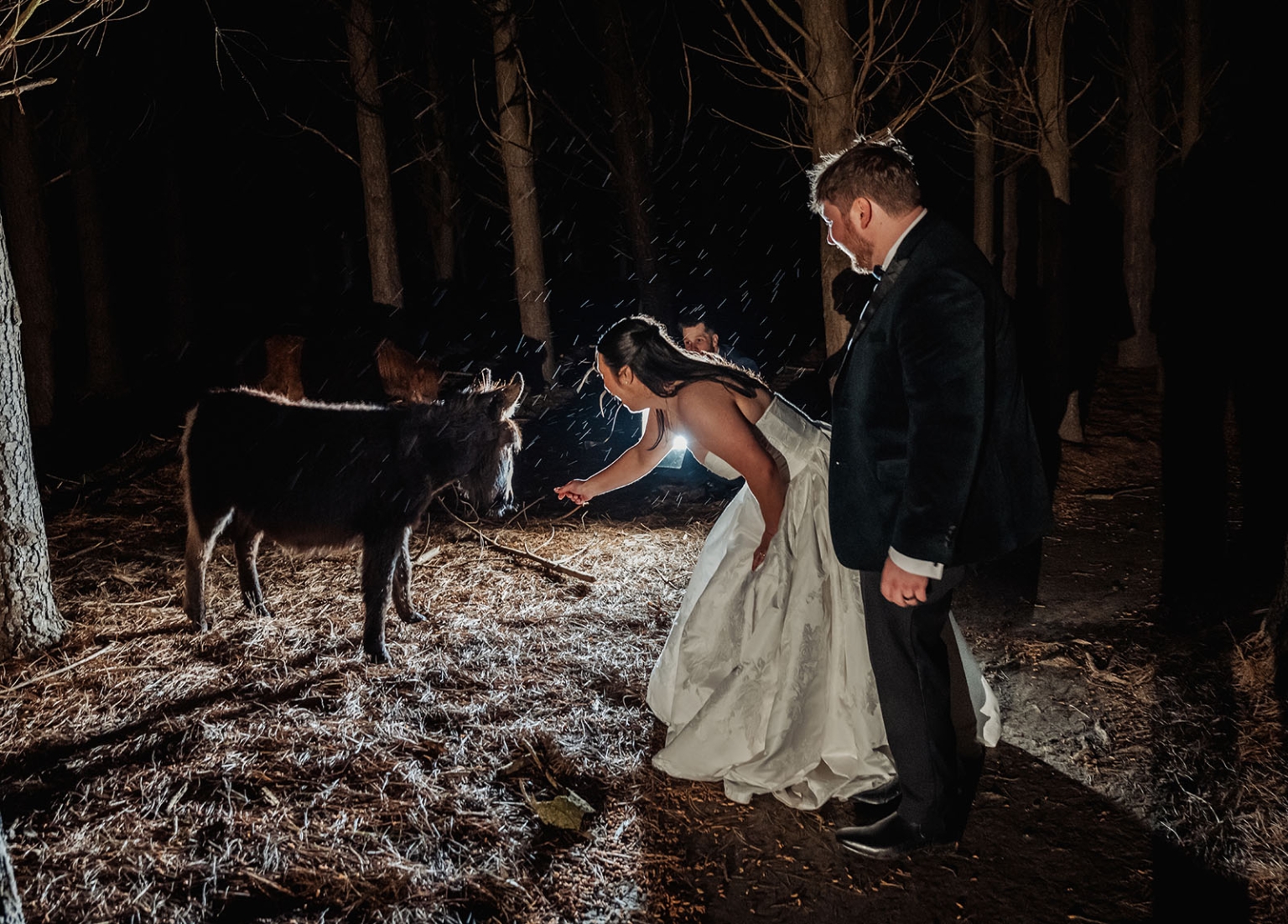 Bride in a white gown reaches towards a donkey while the groom stands beside her among trees at night.