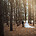Carley and Corey walking hand in hand among tall pine trees at Barristers Block