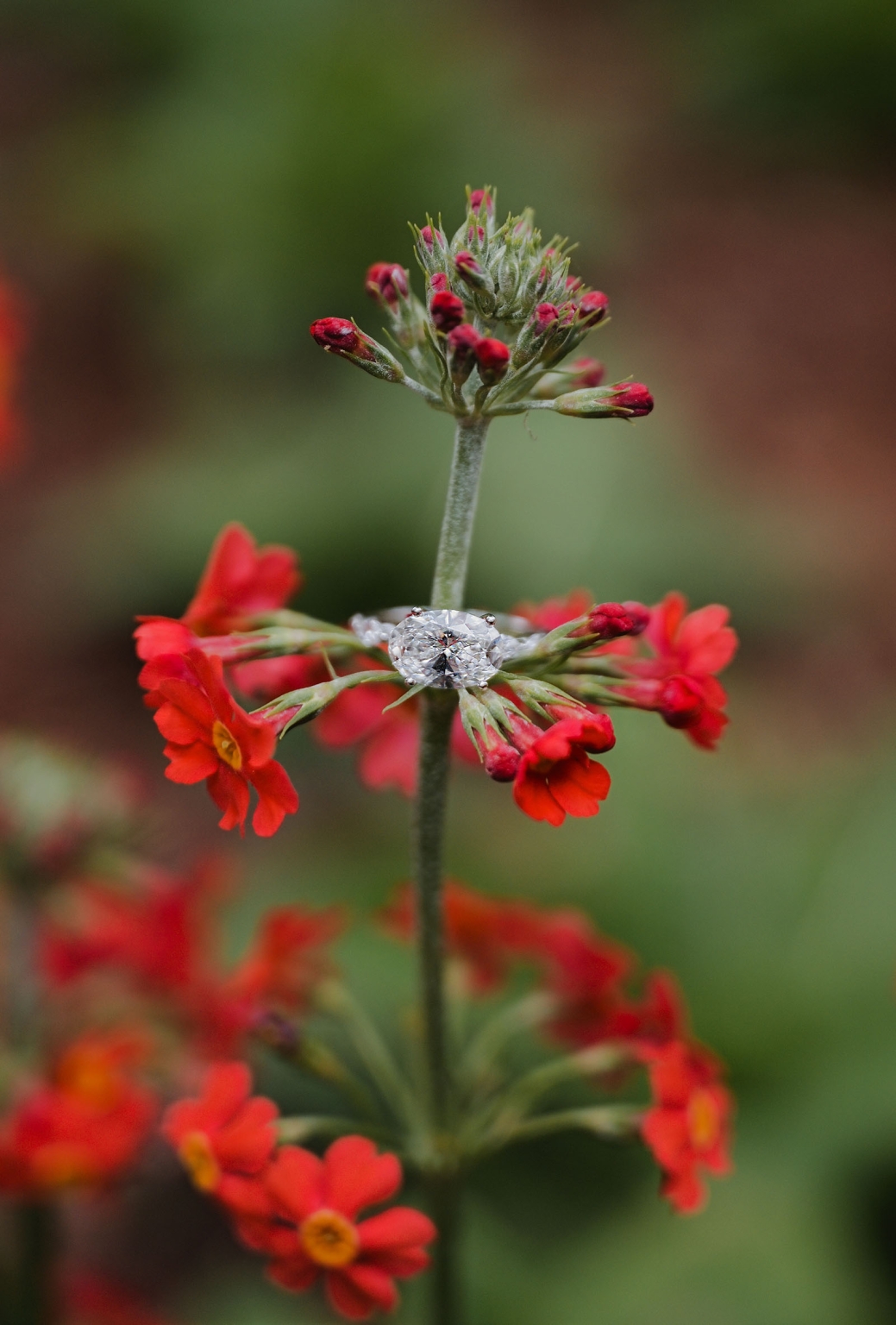 mt lofty botanic park proposal – watay & phouthun 13 Diamond engagement ring resting among vivid red garden flowers