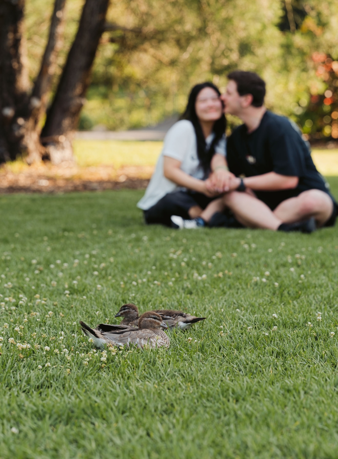 adelaide botanic gardens proposal – stewart & levi 22 Two ducks resting on grass in the foreground, with a softly blurred couple kissing behind them at Adelaide Botanic Gardens.