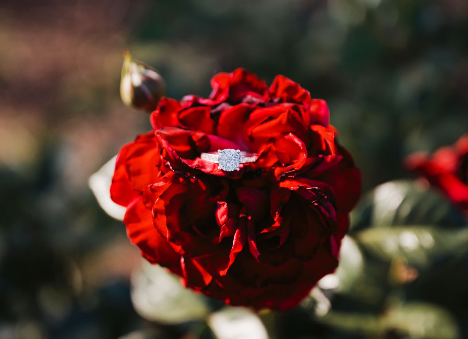 adelaide botanic gardens proposal – stewart & levi 6 Diamond engagement ring resting on a deep red rose at Adelaide Botanic Gardens