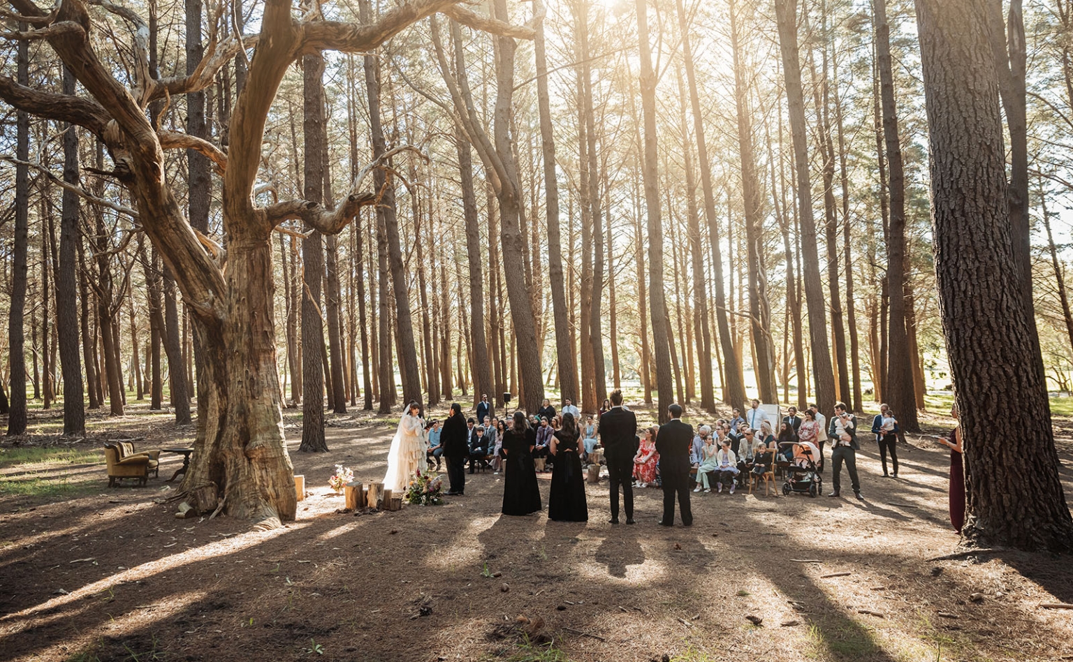 burbrook wedding – amber & angus | kuitpo forest wedding 32 Wedding ceremony guests gathered among tall pine trees in Kuitpo Forest