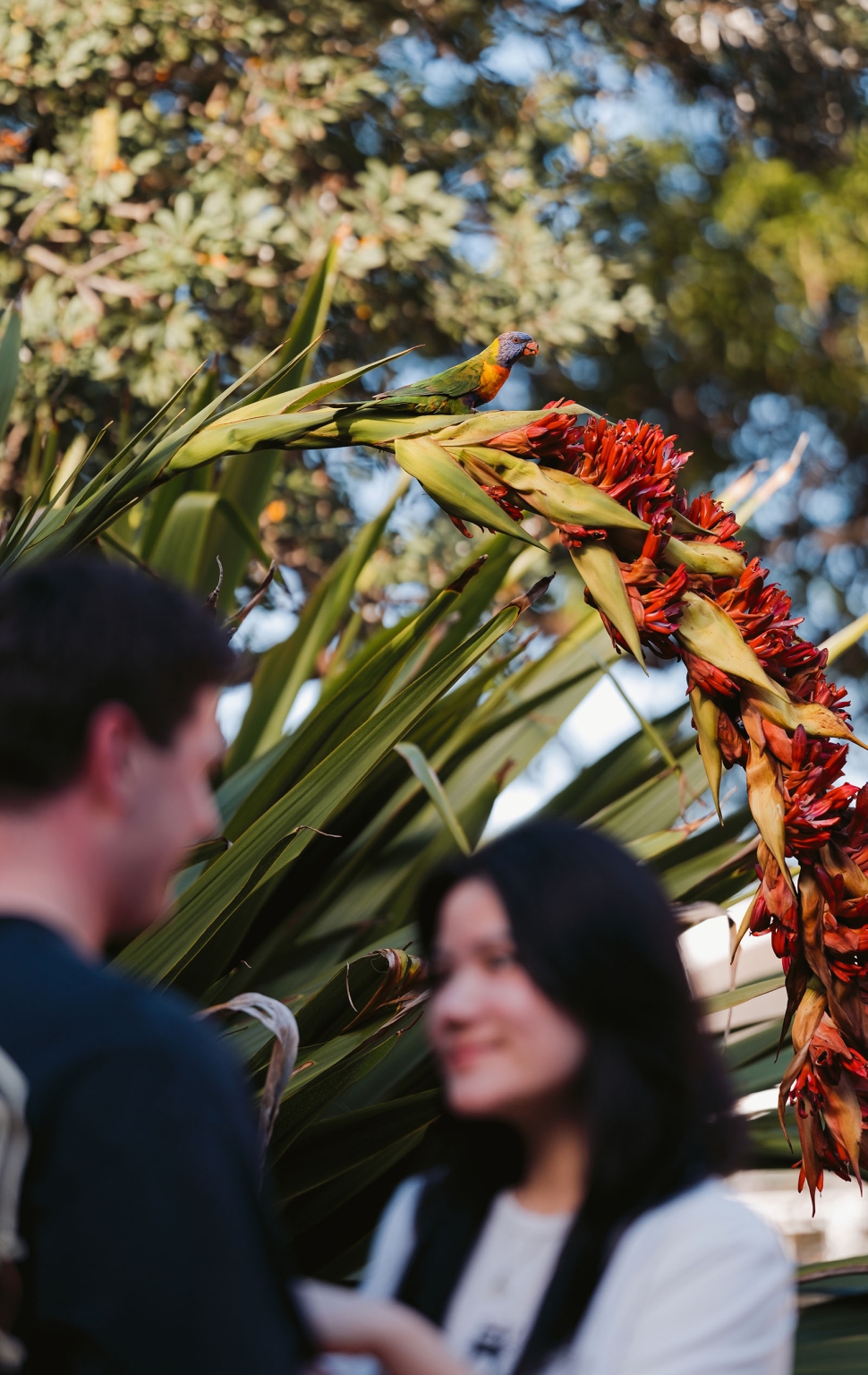 adelaide botanic gardens proposal – stewart & levi 7 Rainbow lorikeet perched on a tall red flower spike, with a couple softly blurred in the foreground at Adelaide Botanic Gardens.