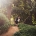 Stewart lifts Levi in an embrace on a sunlit path surrounded by dense greenery at Adelaide Botanic Gardens.